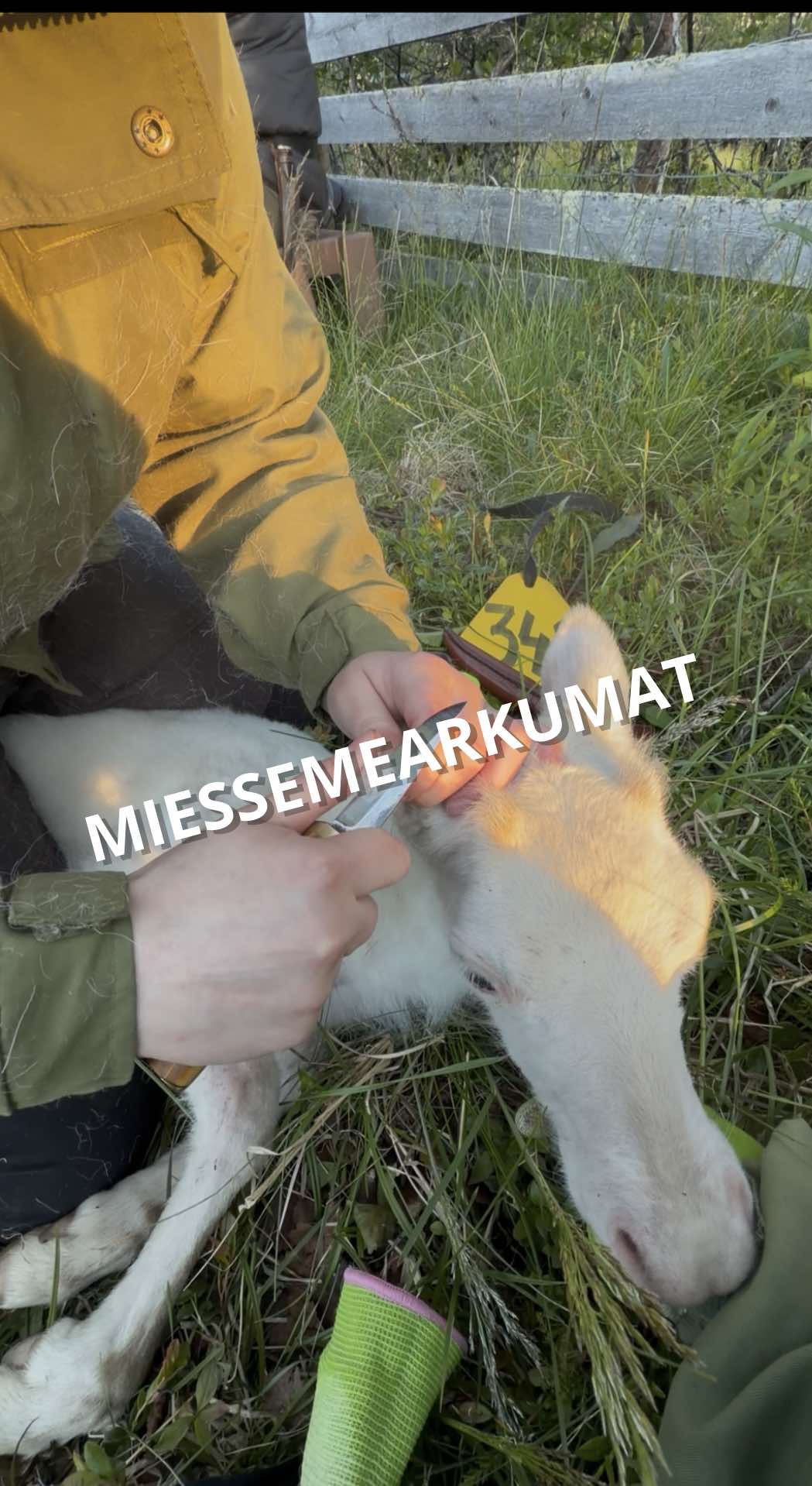 @ylesohkaršohkka