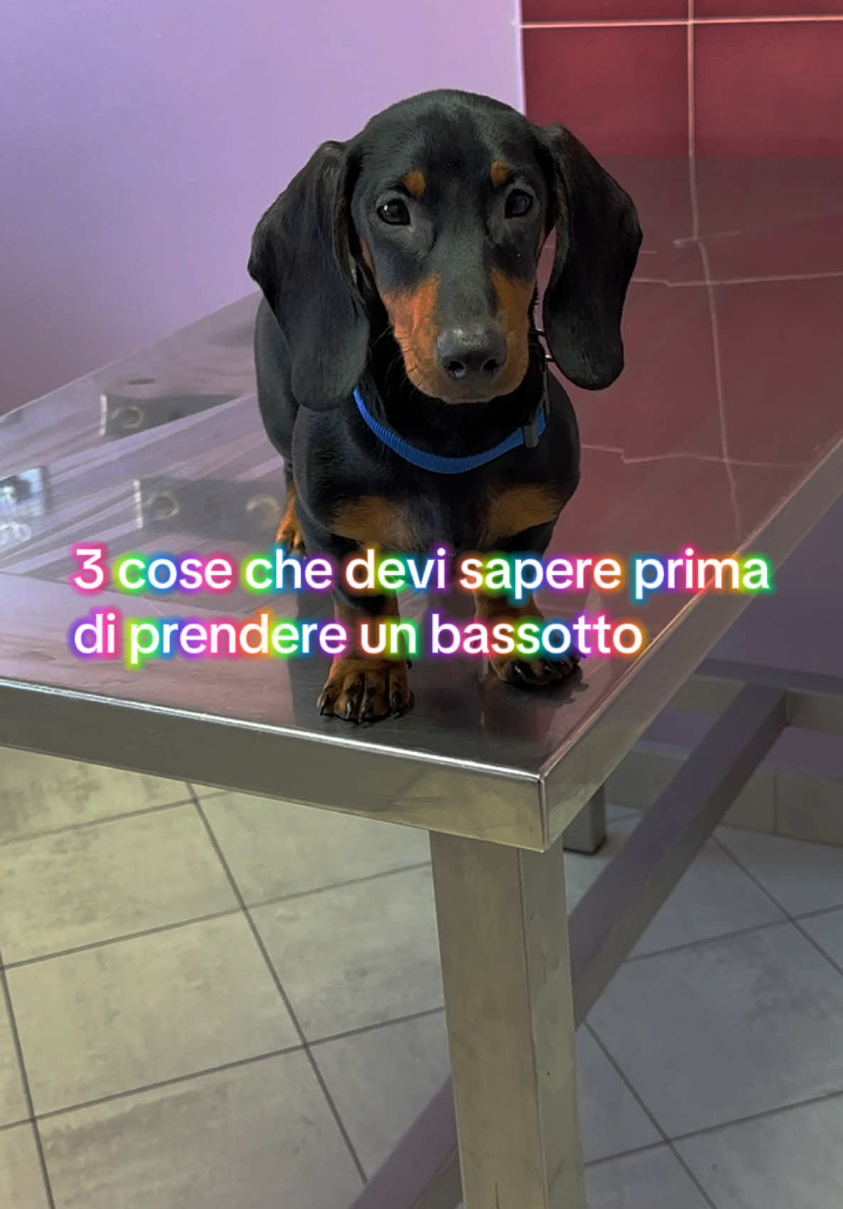 @Ippo_ettore_bettino BASSOTTI