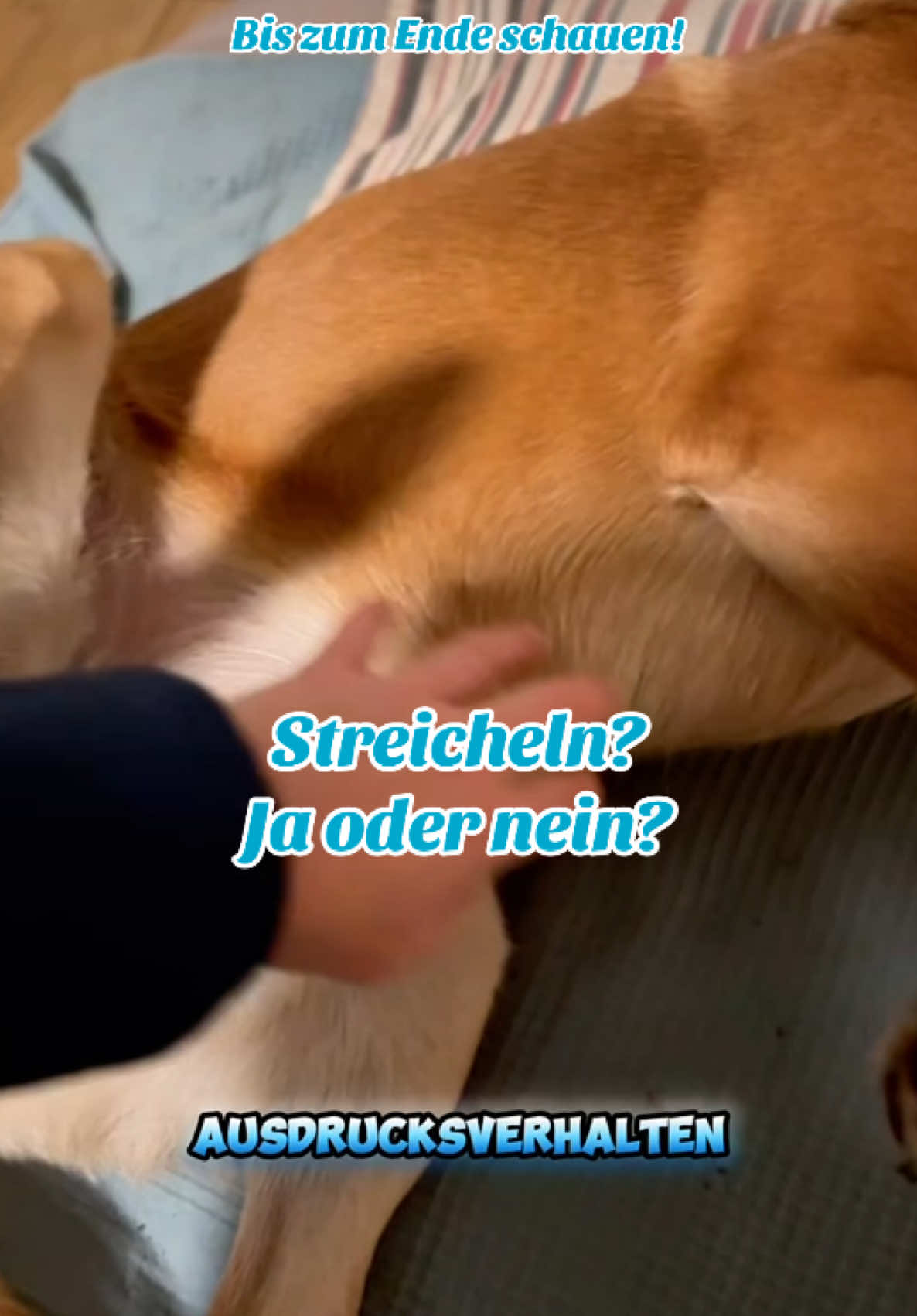@INSAbenteuerHund