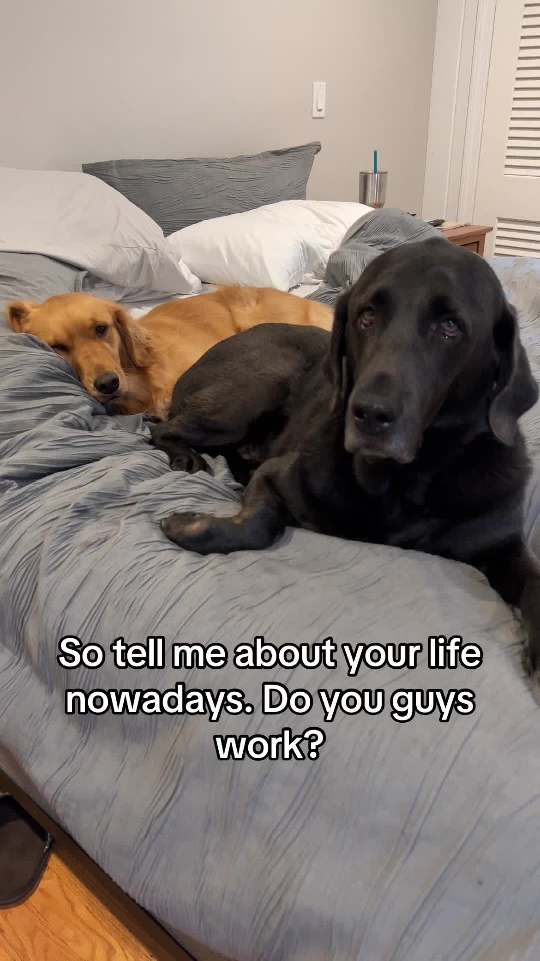 @Adventures of Gunner & Cookie