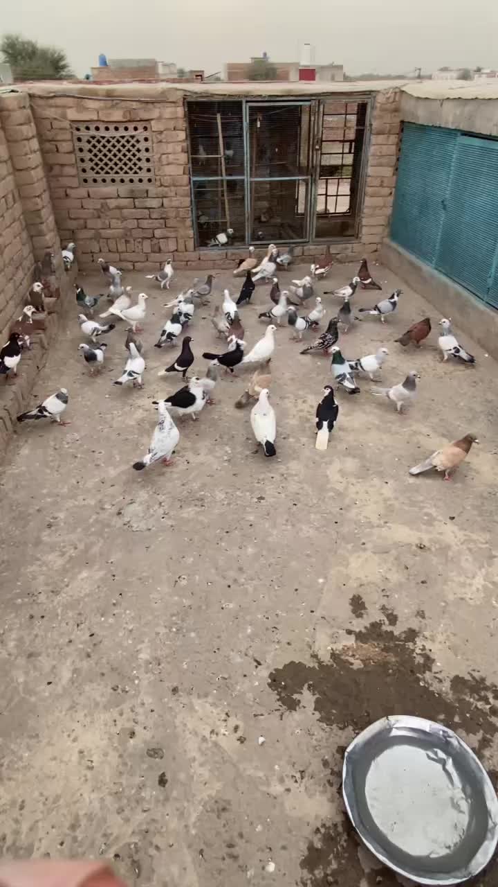 @J@&pound;!R S@H00 111🦅