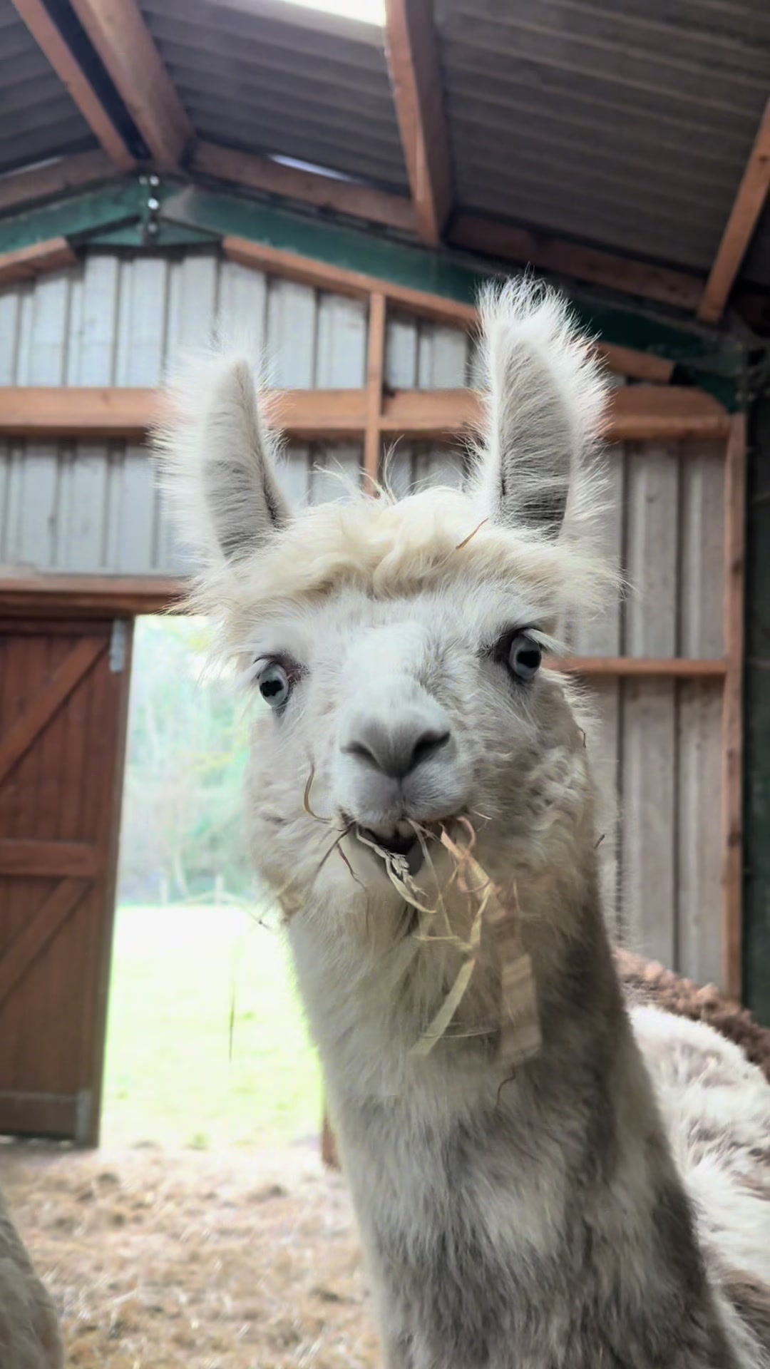 @Bardsea Alpacas and Llamas