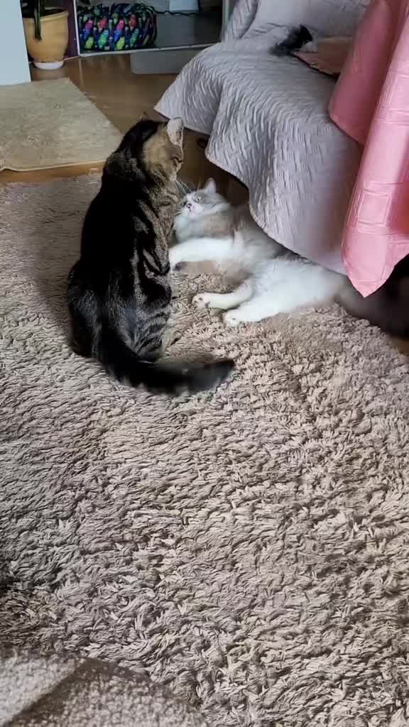 @😻Ekipa Świrka 😻