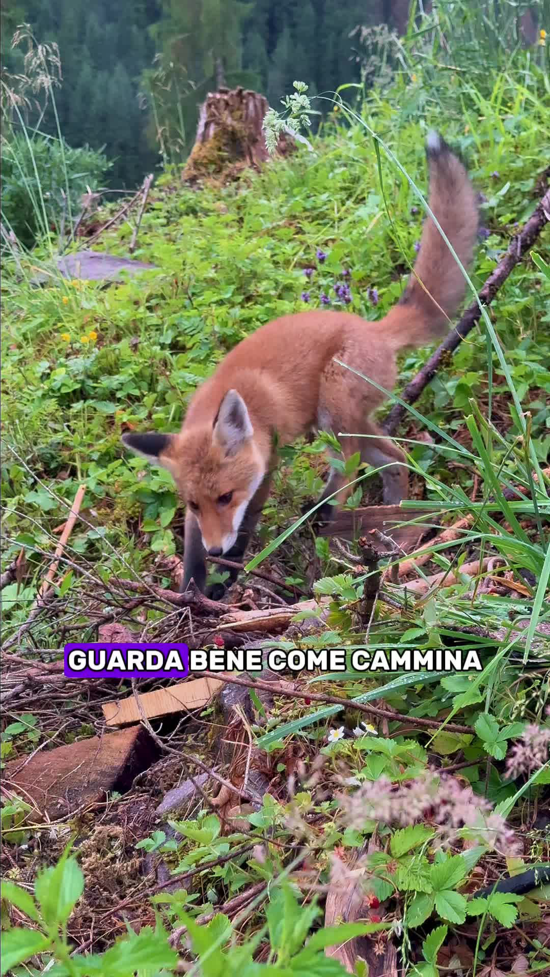 @Montagna Estate