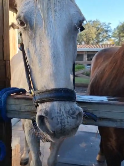 @Horses TikTok
