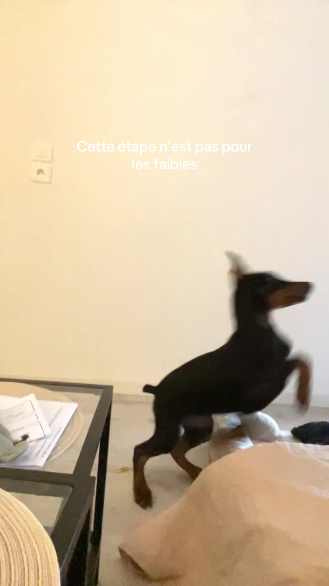 @Ar&egrave;s 🐶