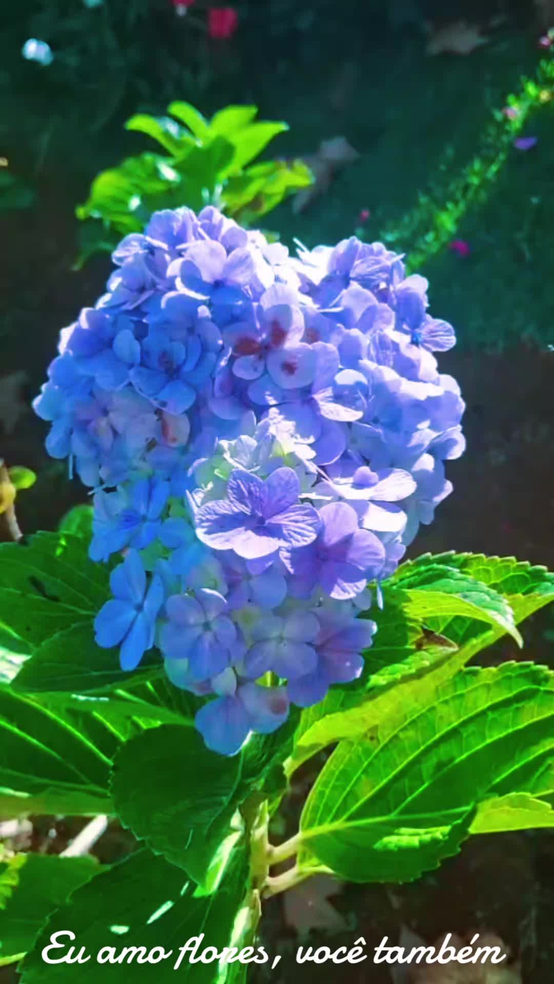 @Ronald 🐕 🎸🐩🌴🎼🥀🎶🎵🎼