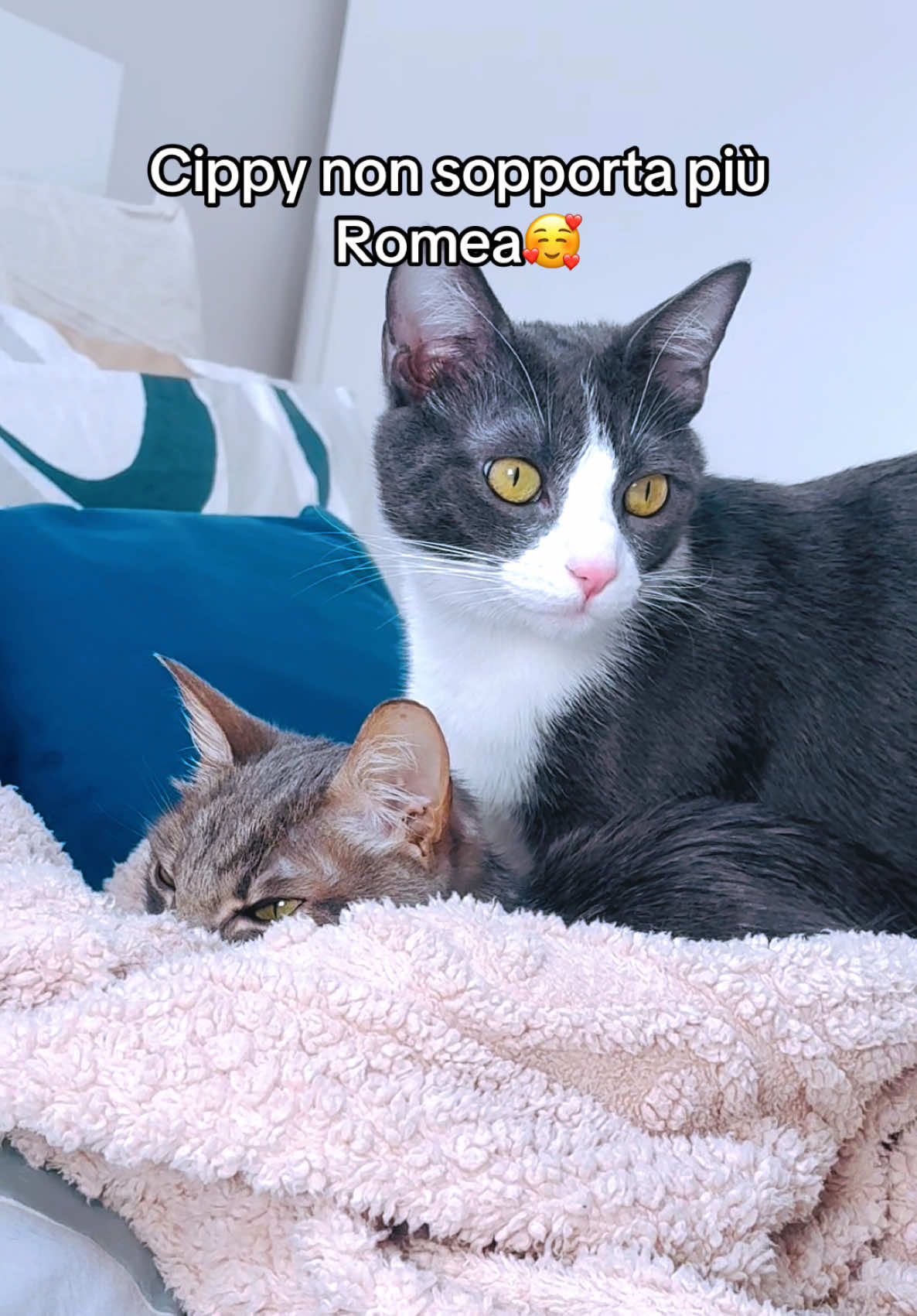@Cippy & Romeo-a🤣