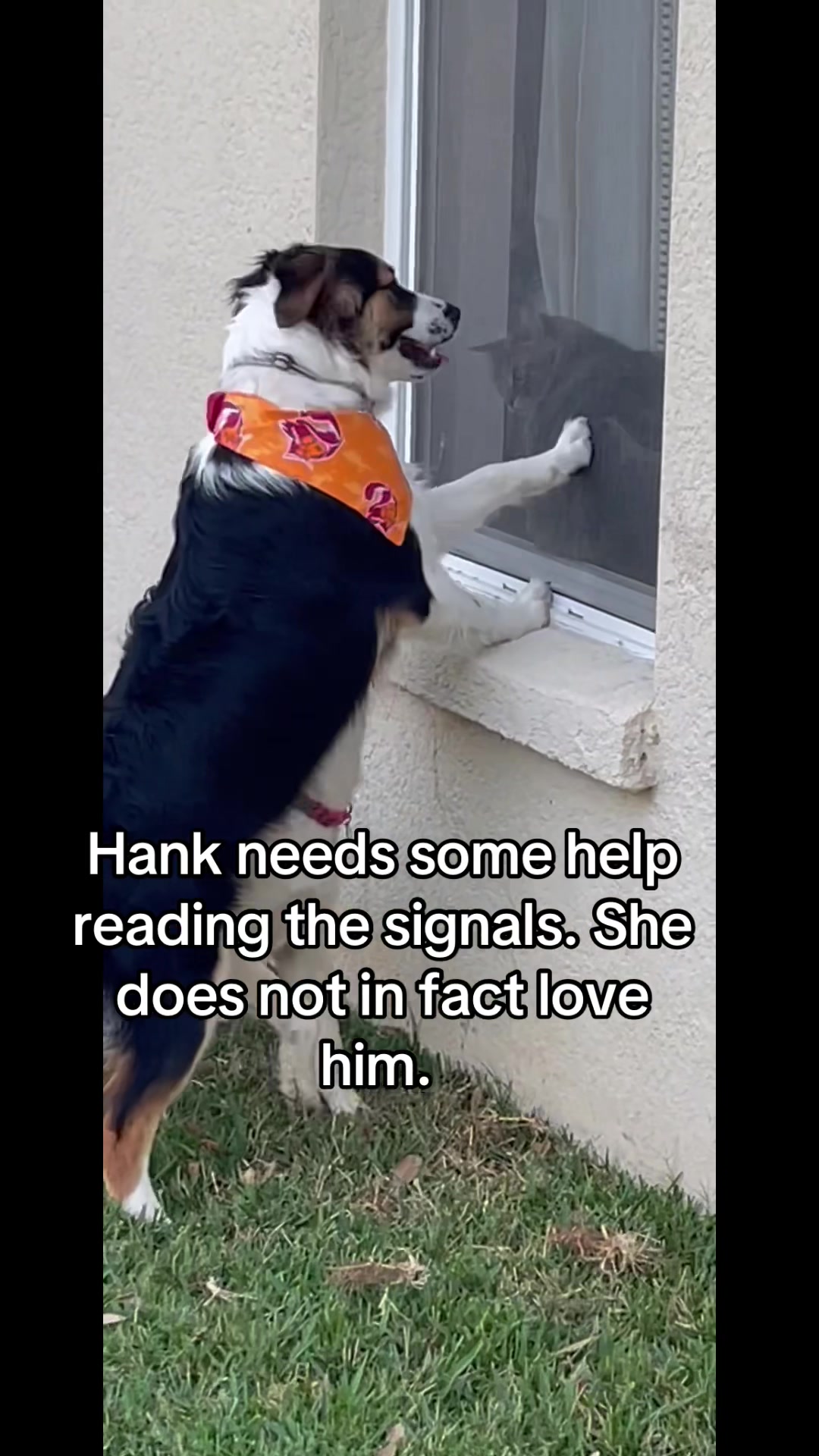 @hankanddollyrescuedogs
