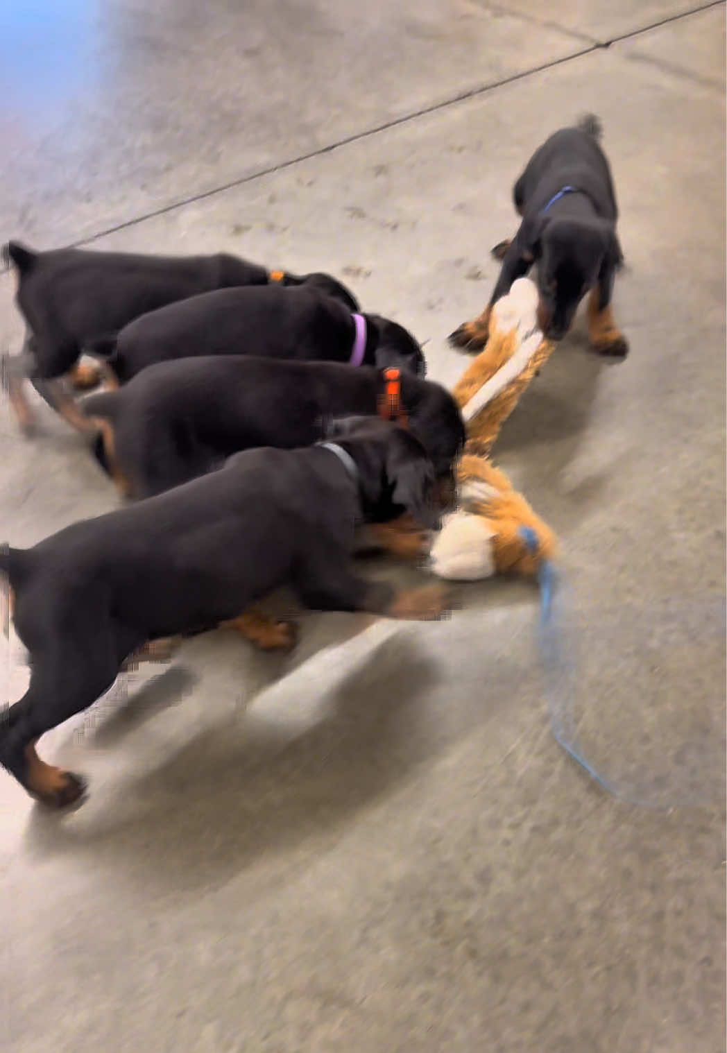 @Protection Dog Sales