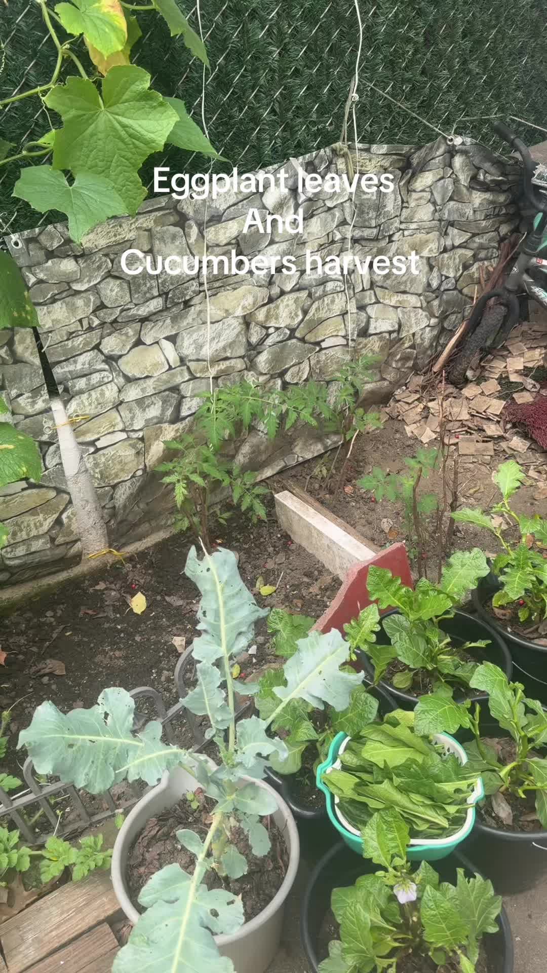 @Grace’s garden