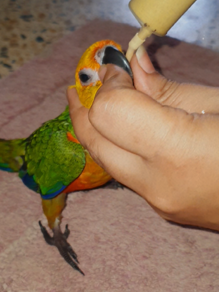 @B for birds