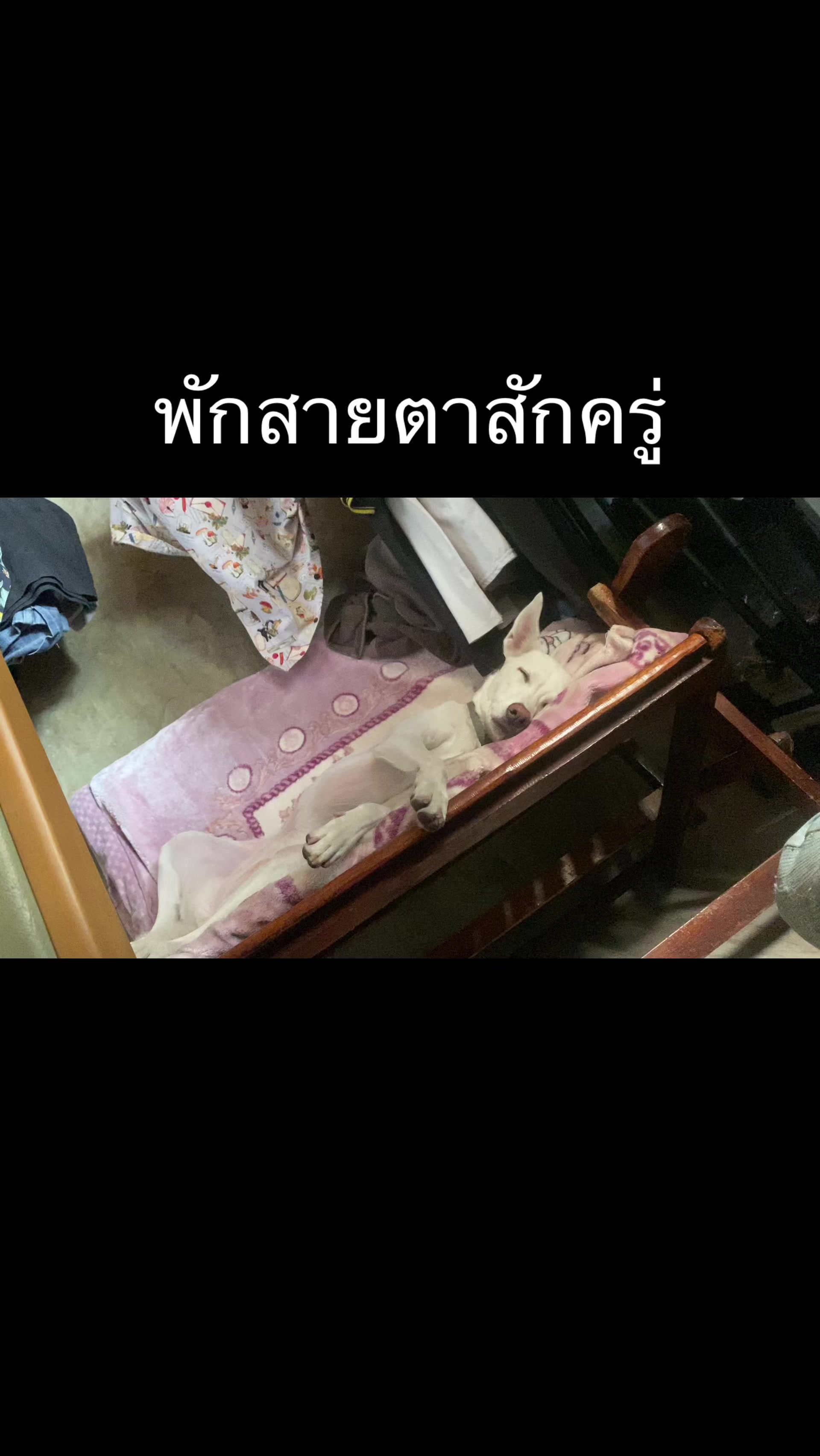 @มะลิตาฟ้าาาาา🐕🐶💫
