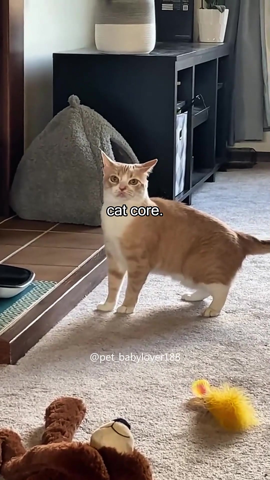 @Pet_babylover188