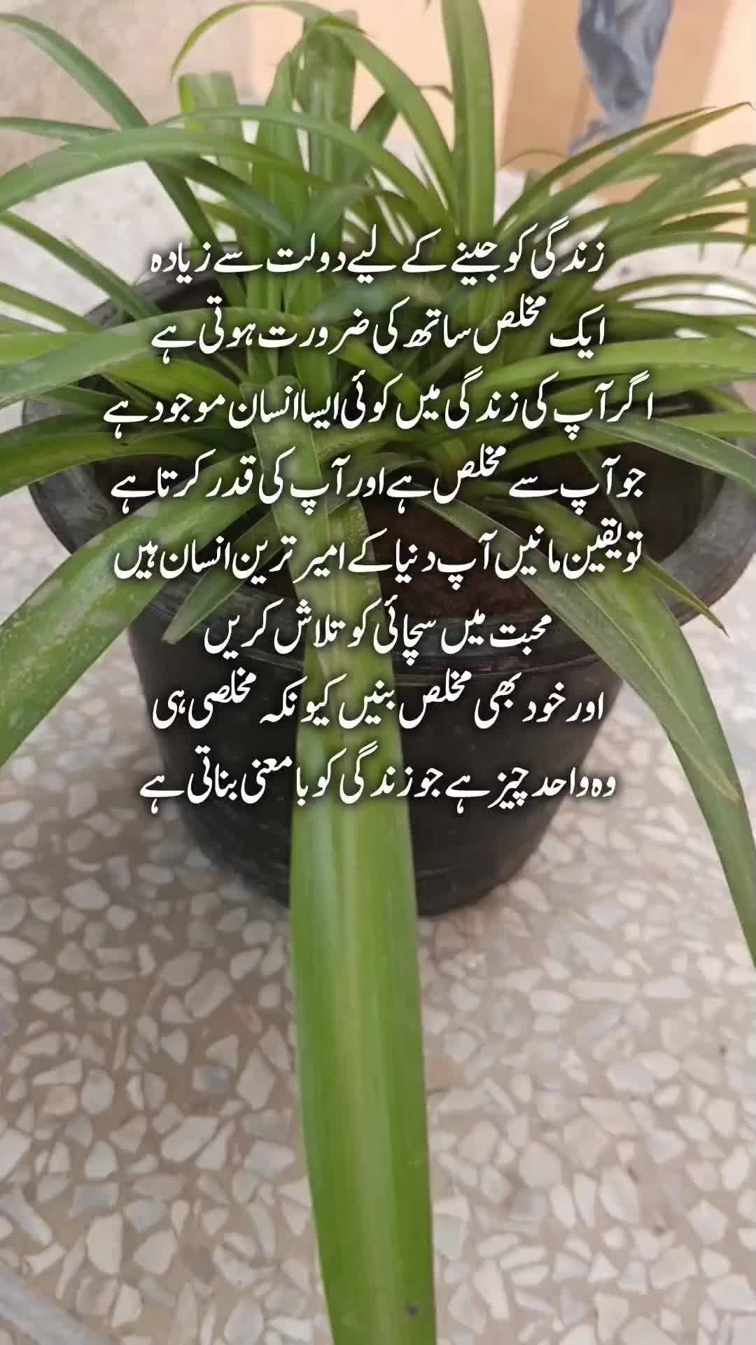 @Kainat Quotes