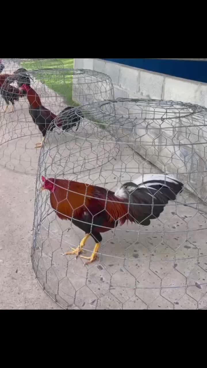 @Quốc Bảo ( baosting)