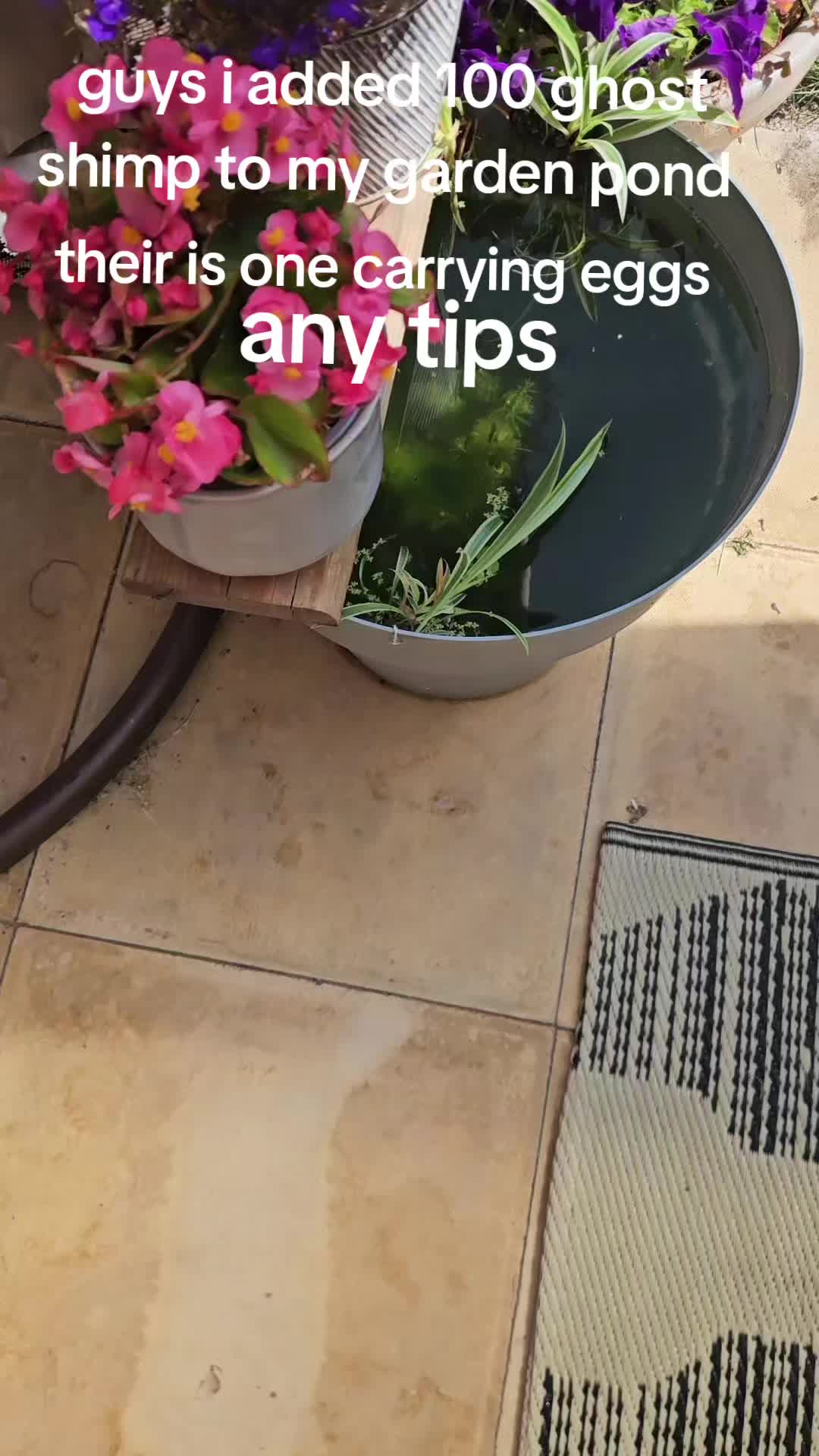 @Vinny_the_CAT