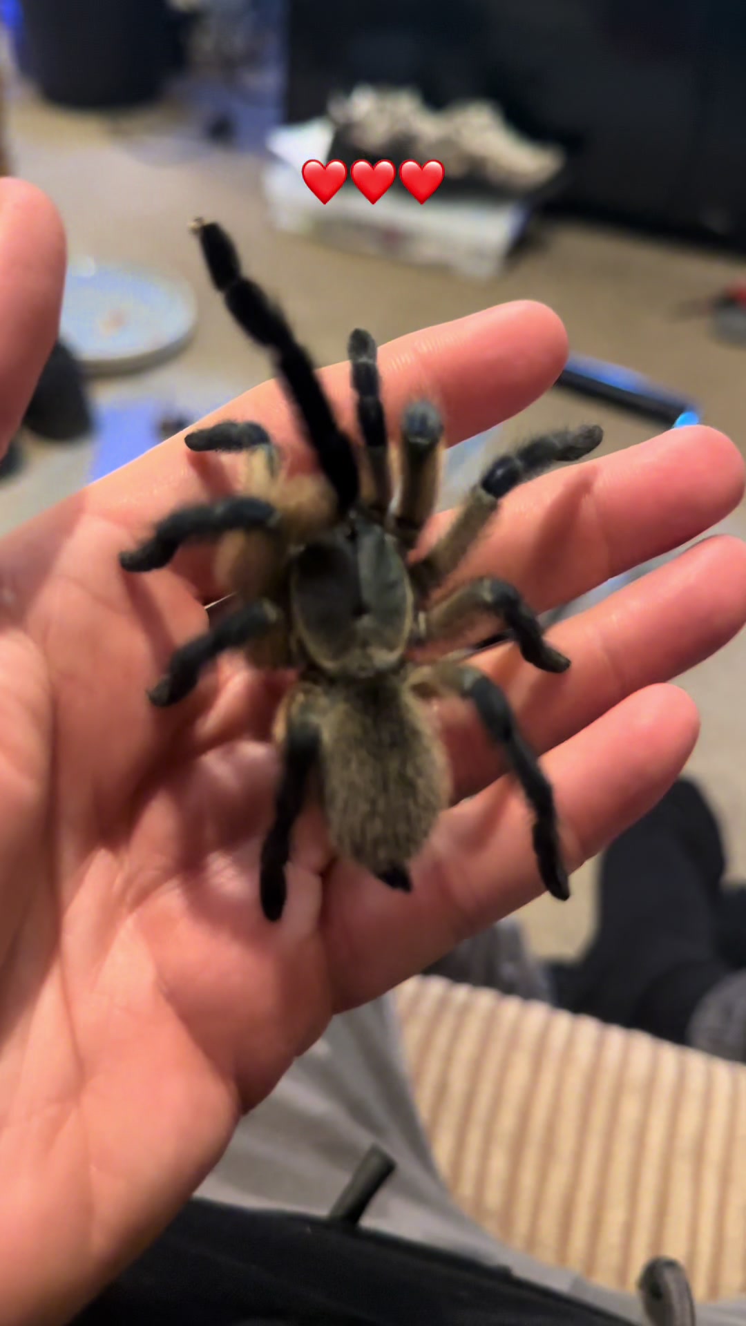 @The Spider Caravan