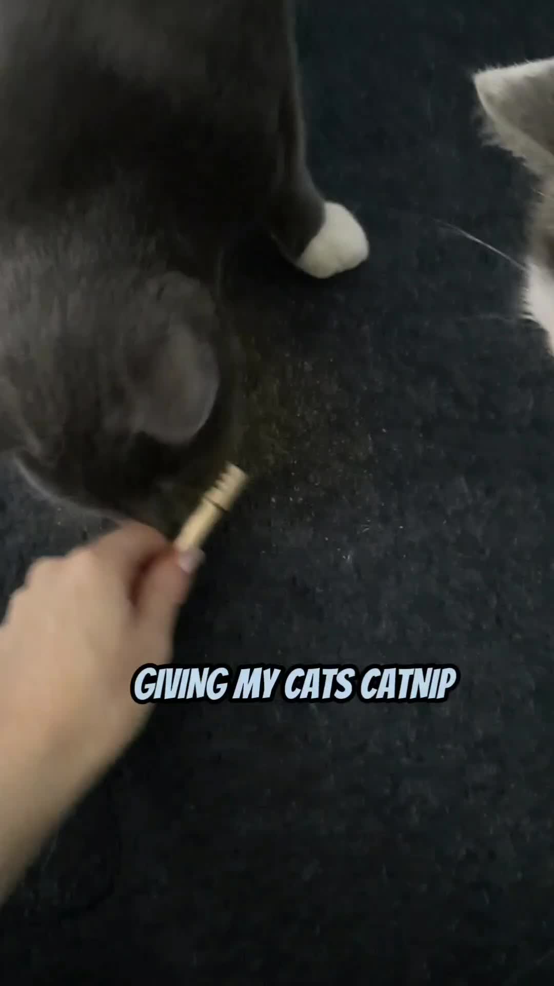 @Floda ASMR