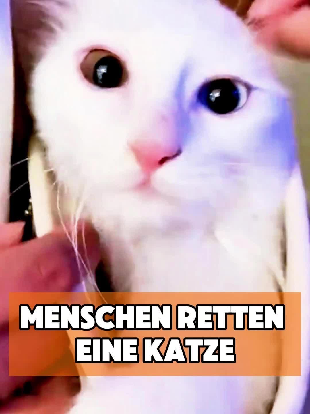 @toto_tier