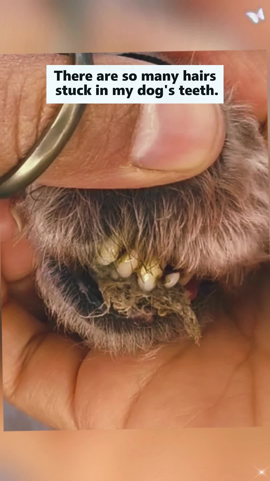 @Animal rescue tips