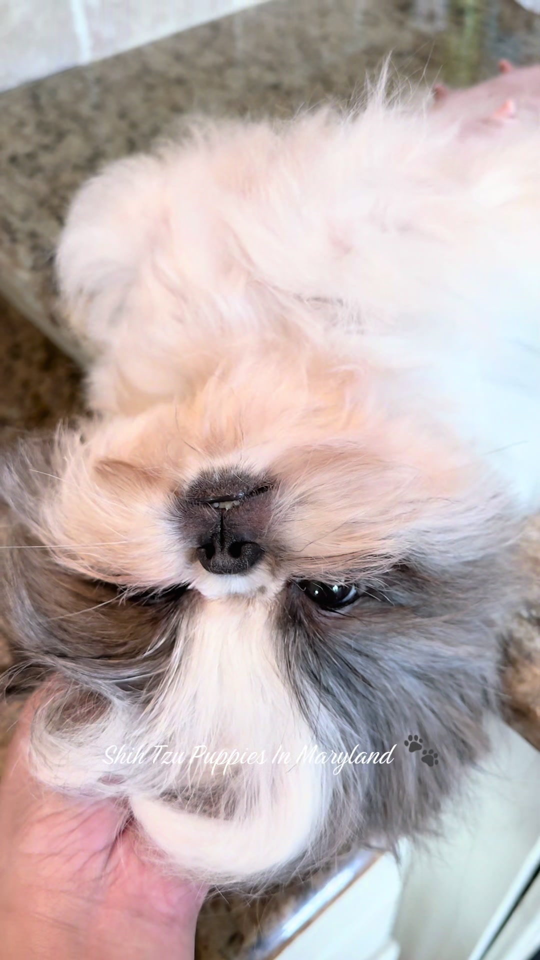 @Shih Tzu Puppies in Maryland