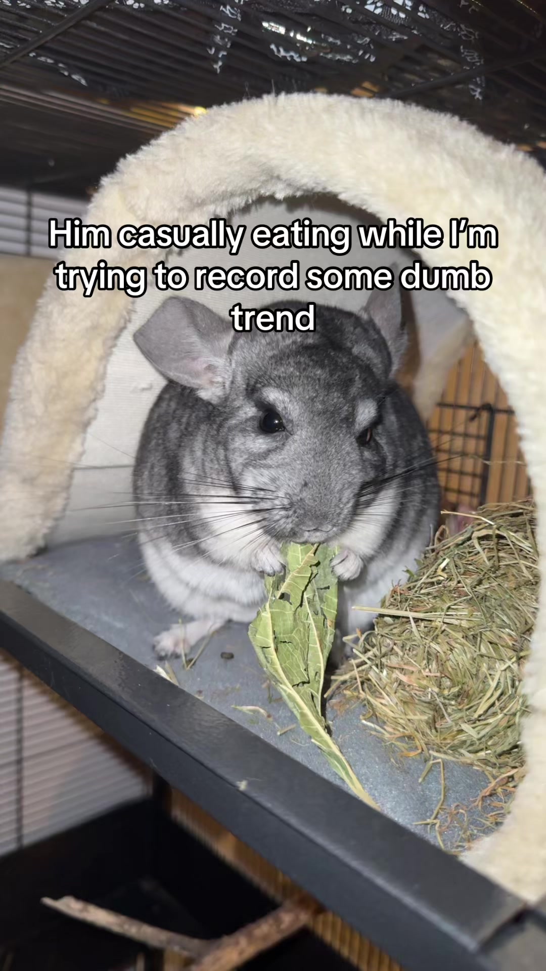 @BANDIT & STRIPE