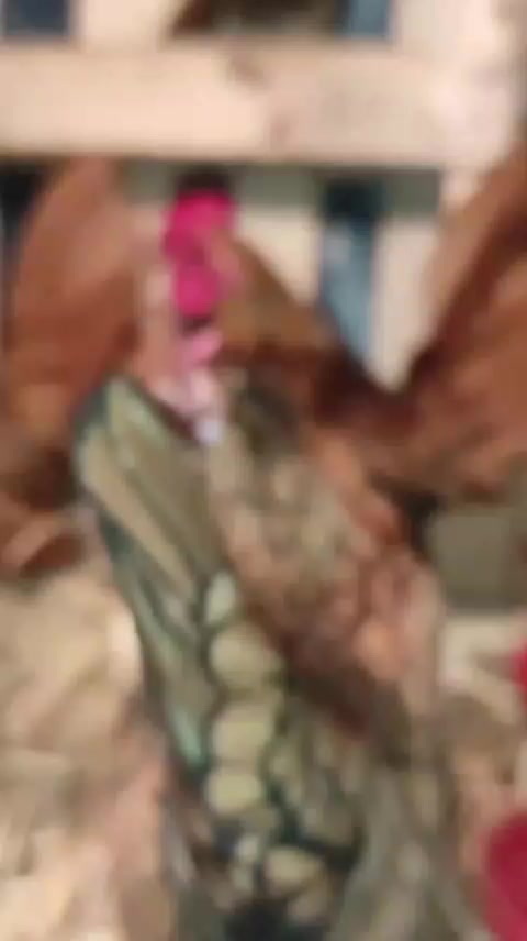 @دواجن الياس🐔🐔🐔