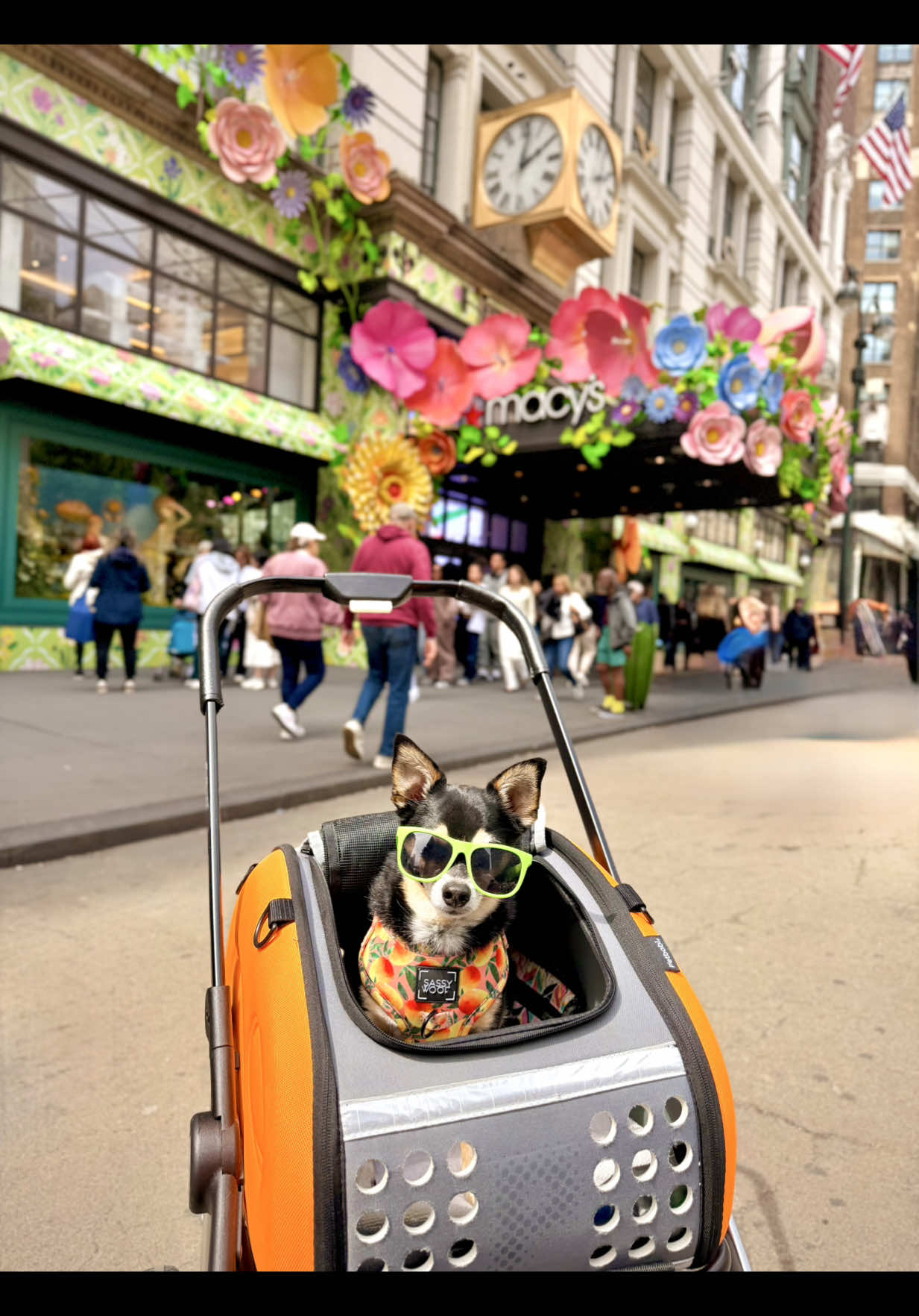 @nycdogadventures