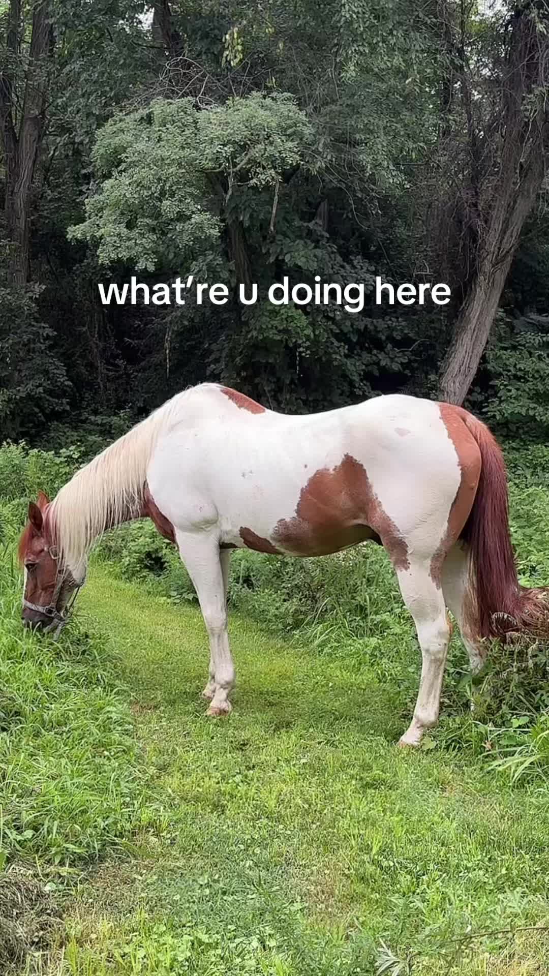 @rylee