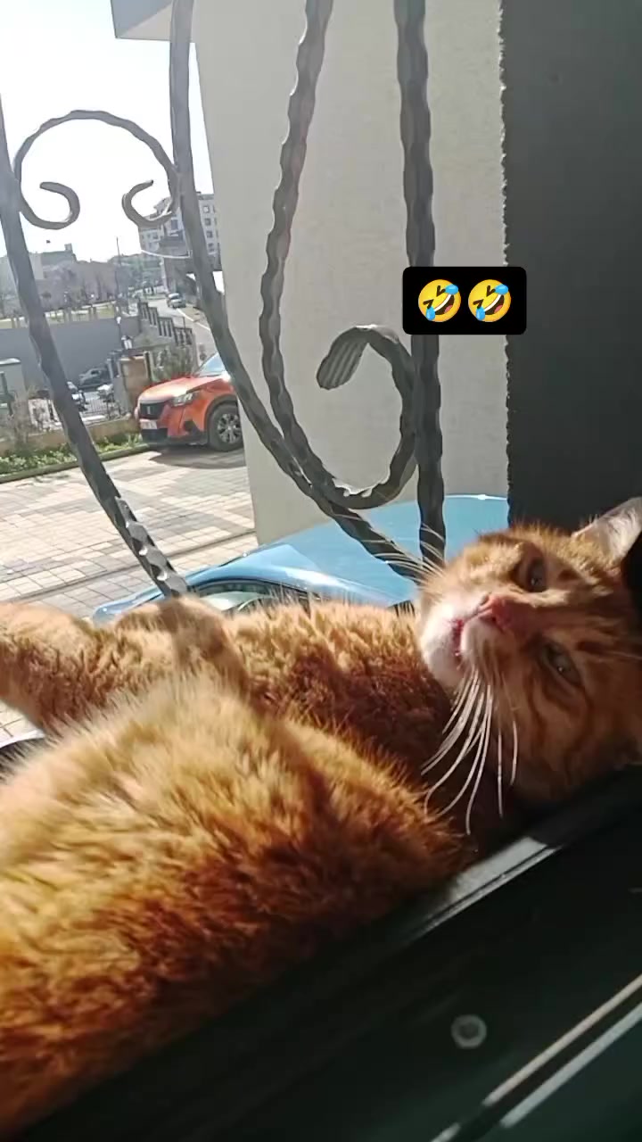 @Gönül 36