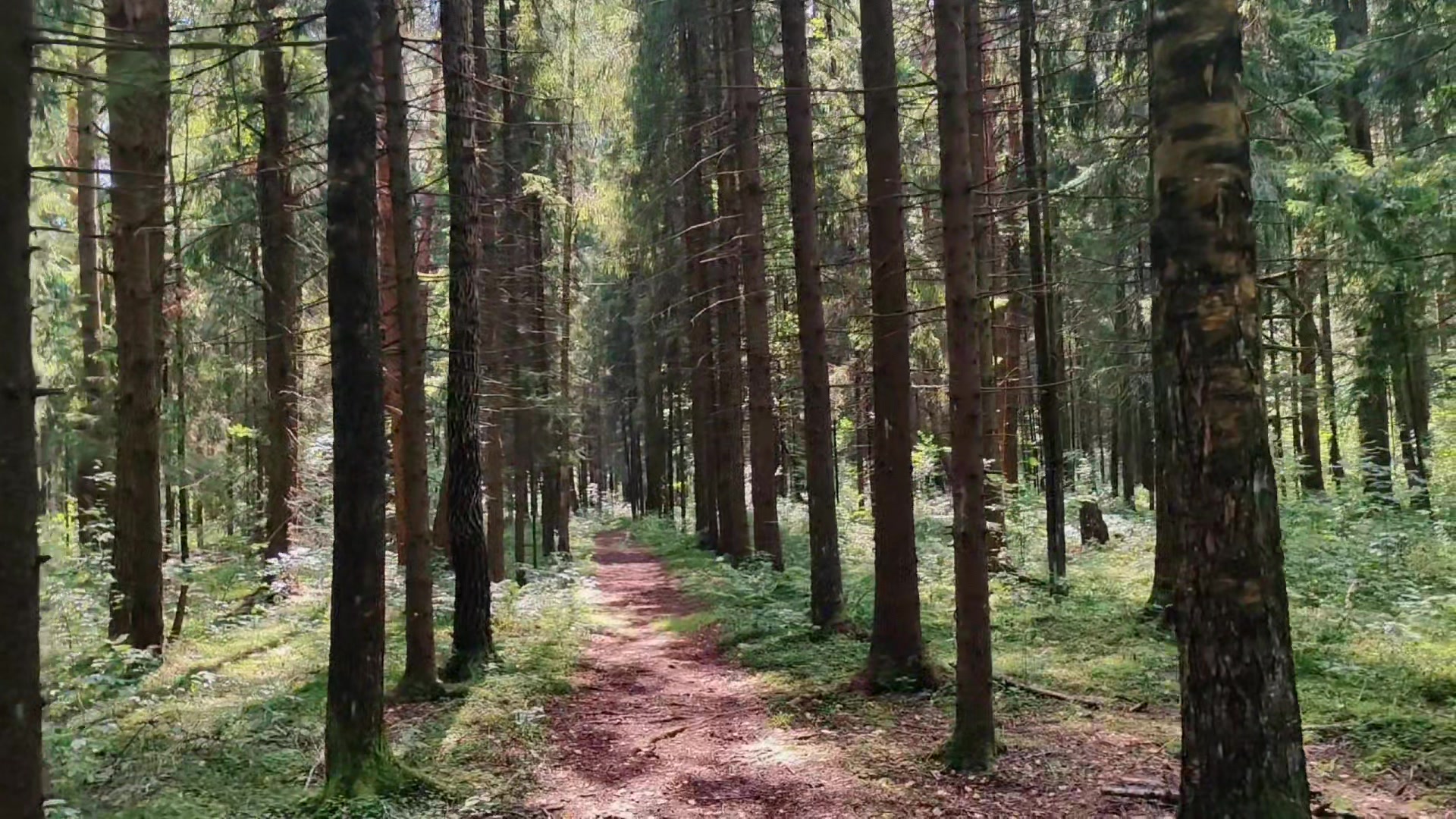 @khvoyny🌲