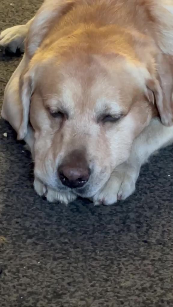 @Marley..🐾❤️