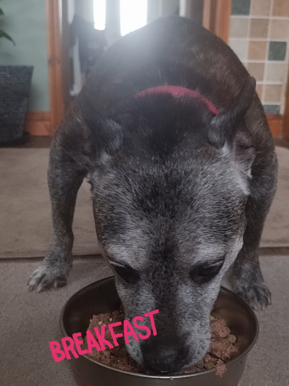 @Chloe The Staffy