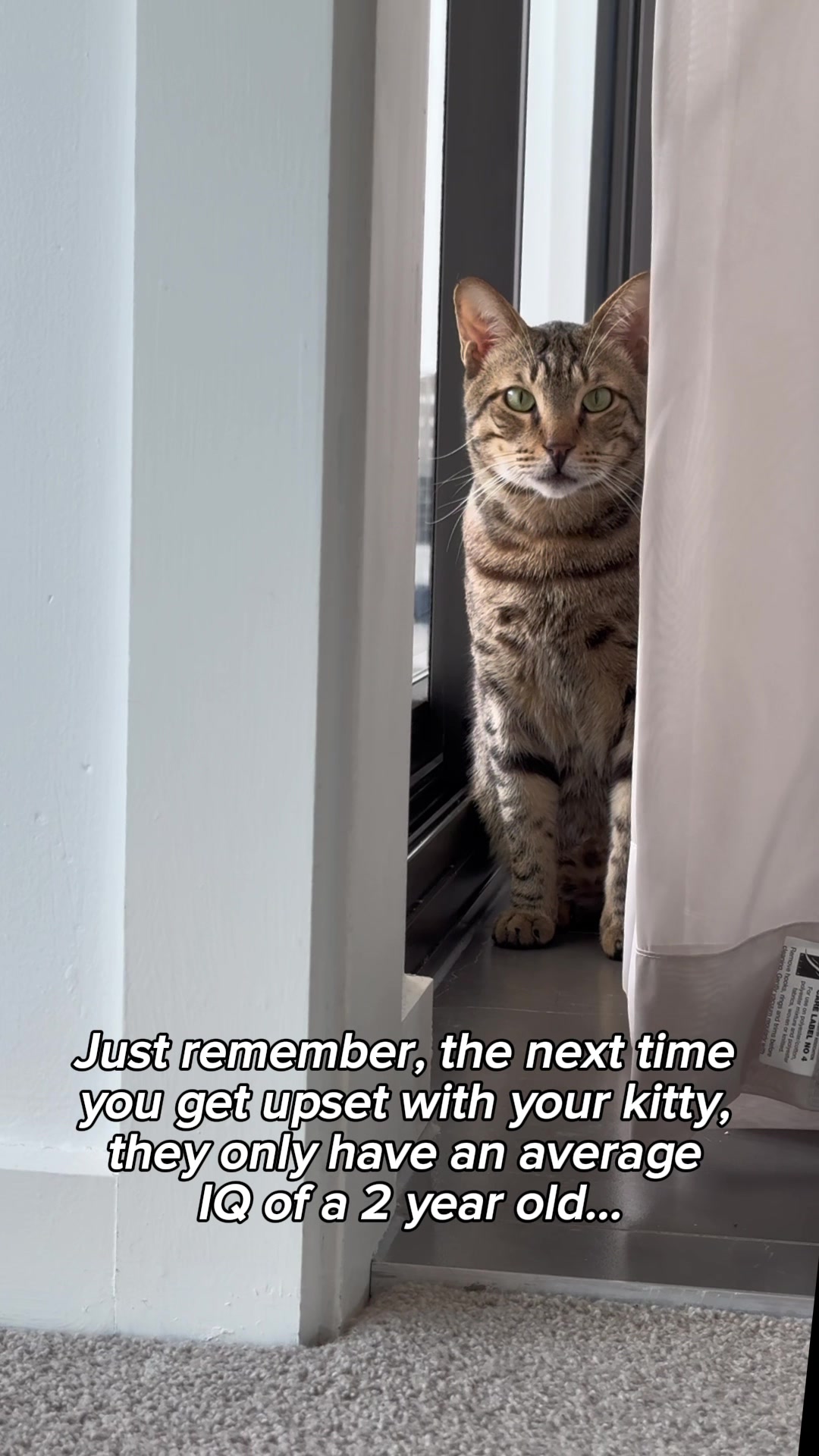 @Cat Tigrous
