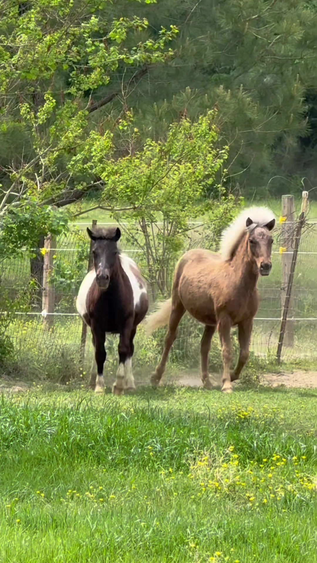 @MS Horse Rescue