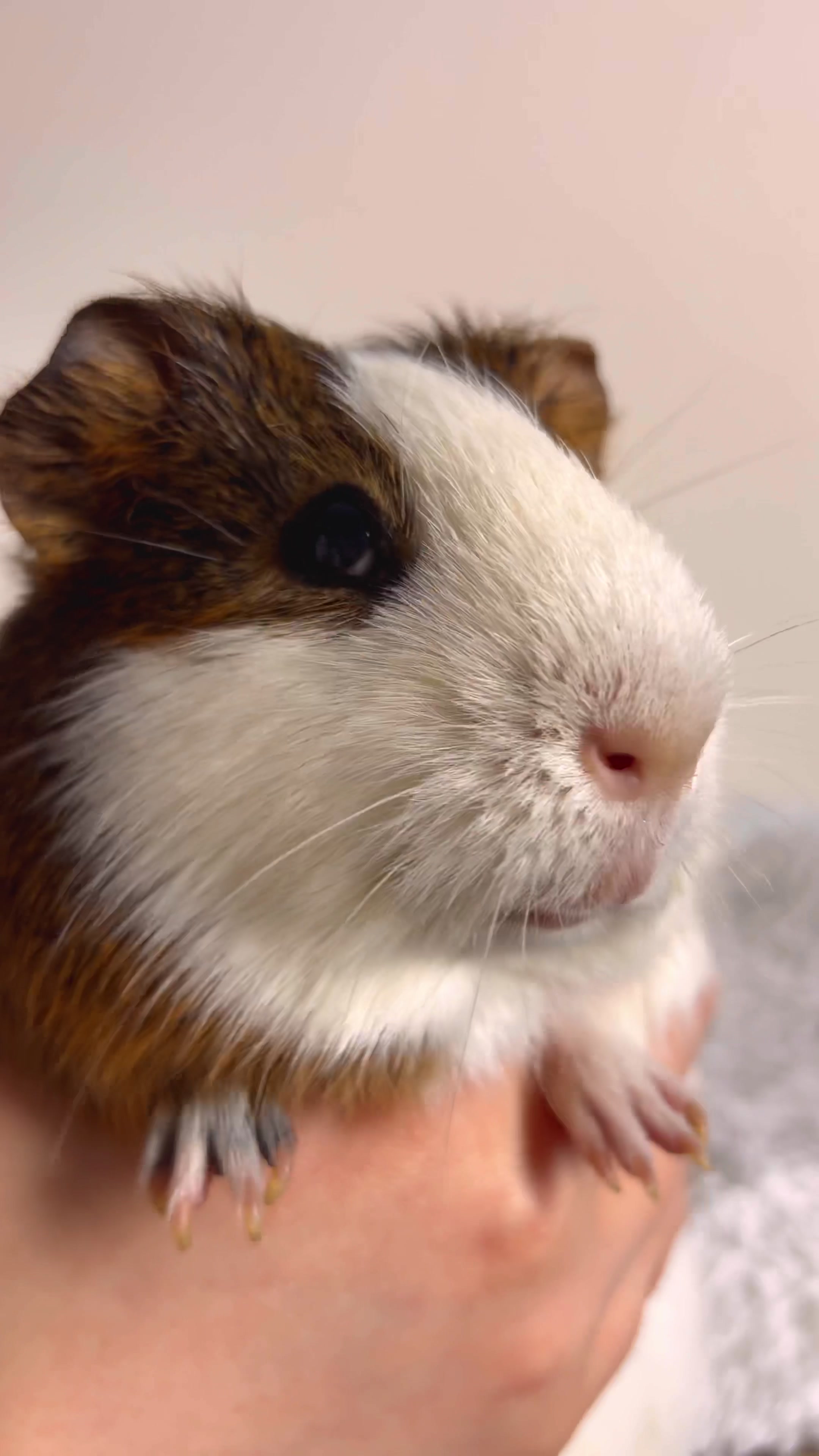 @friendly_guinea_pigs