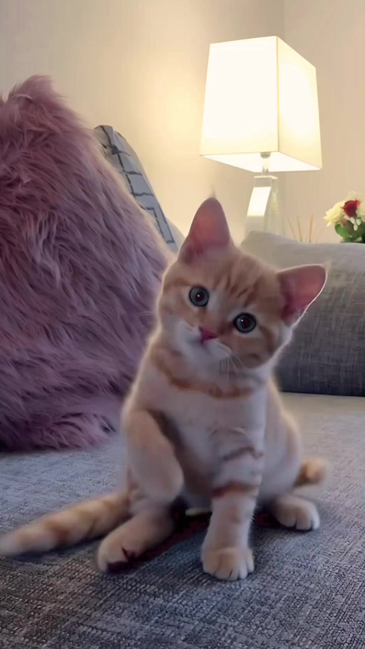 @Cute kitty club 🐱🐱🐱