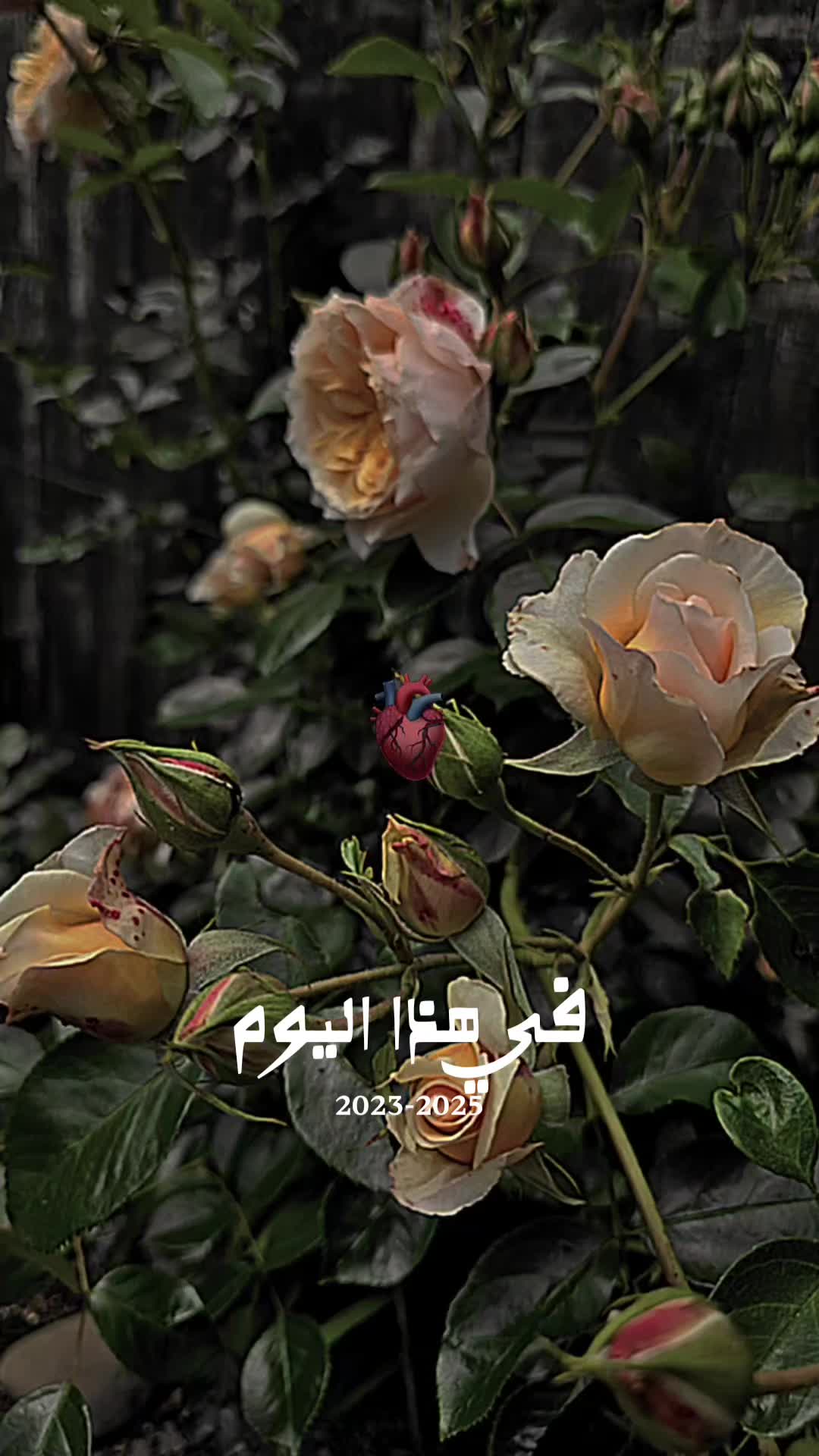 @🤍OLA OMAR 🤍