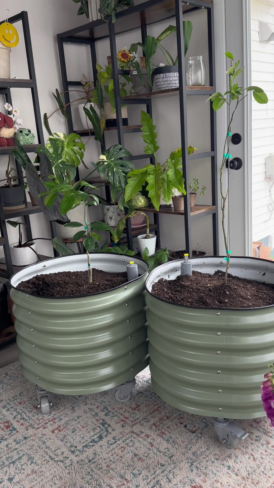 @Plantiiplants