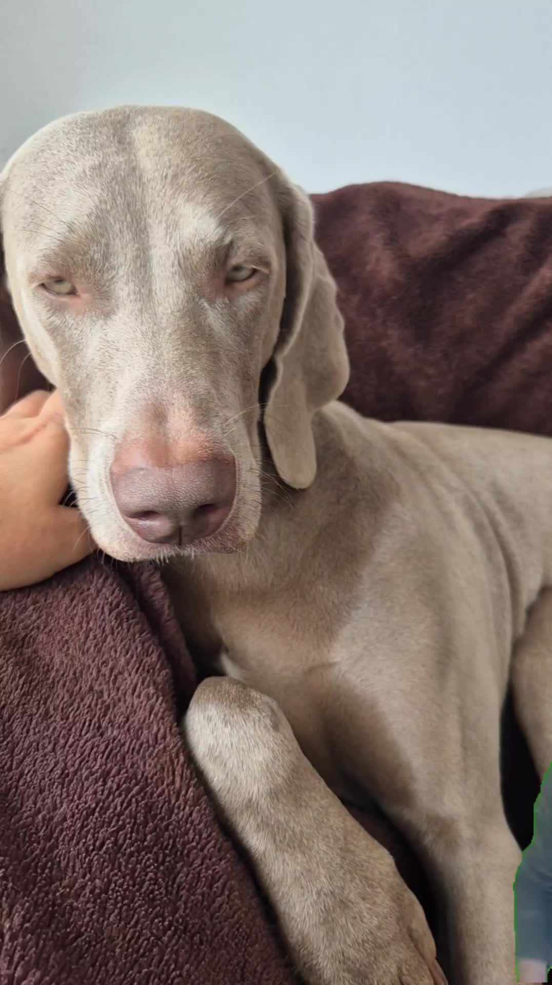 @Sabsky weimaraners