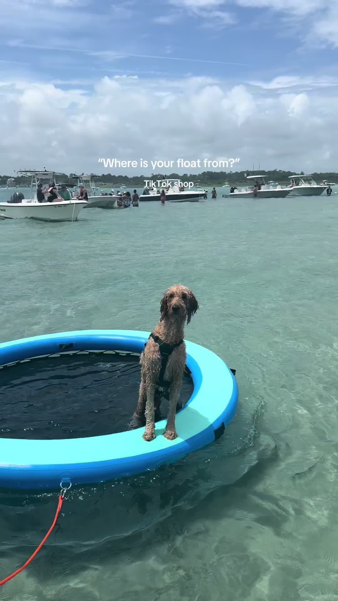 @Life.of.Penny Poo