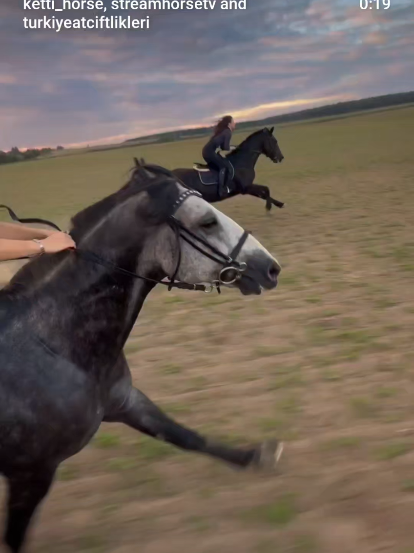 @streamhorse