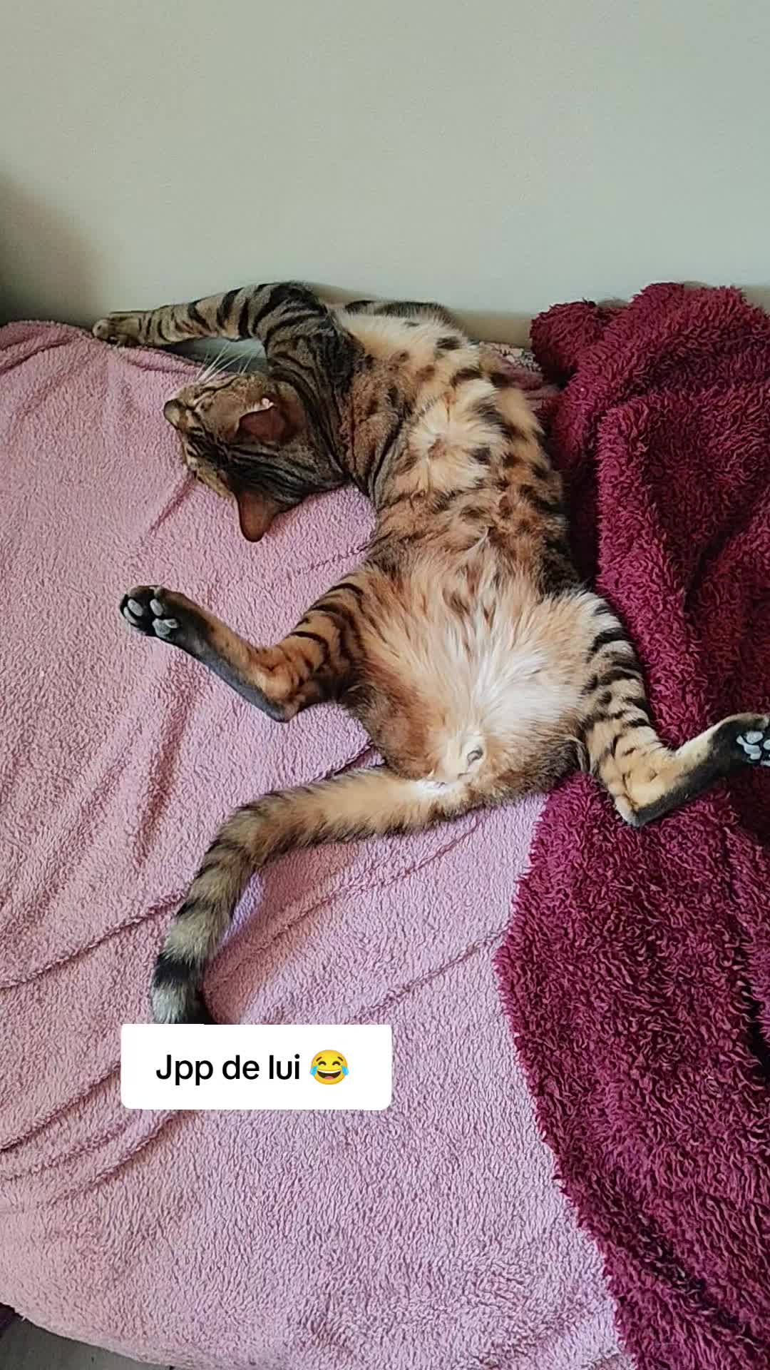 @Galactic Bengal