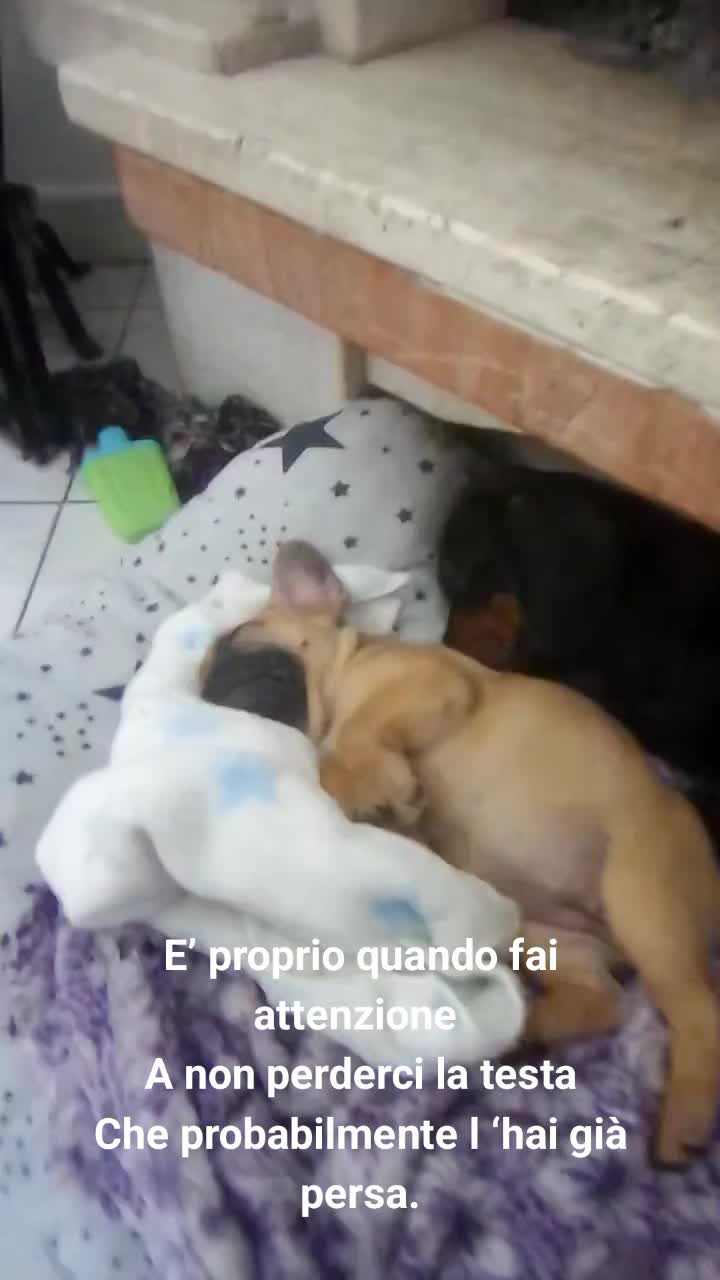 @ANIMALISTI DI FROSINONE