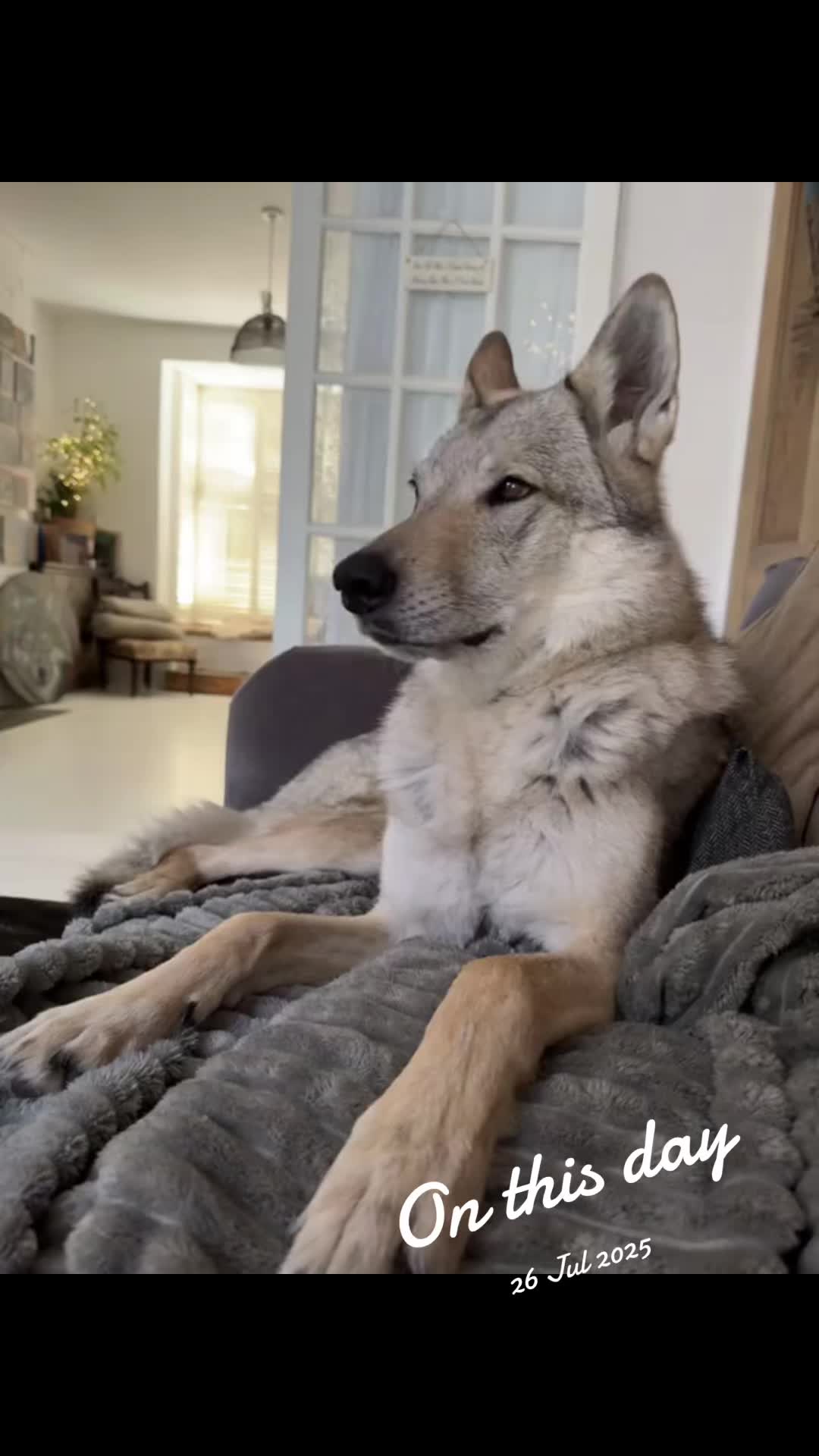 @Warwicks Wolfdog