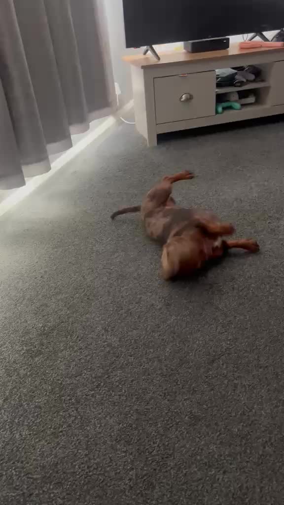 @marleythesausagedog