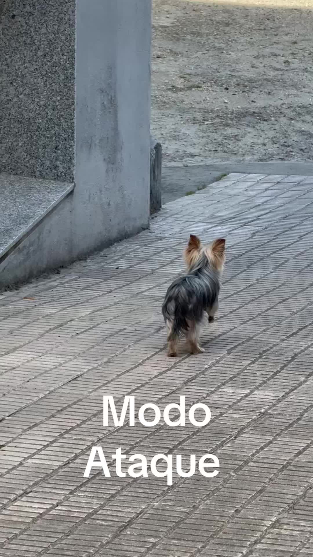@Ger