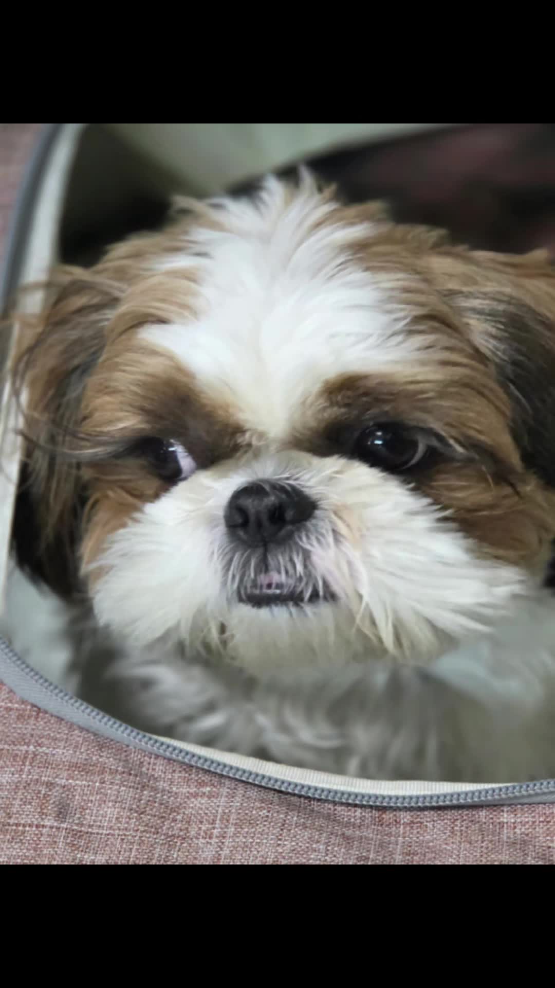 @머루는 시츄