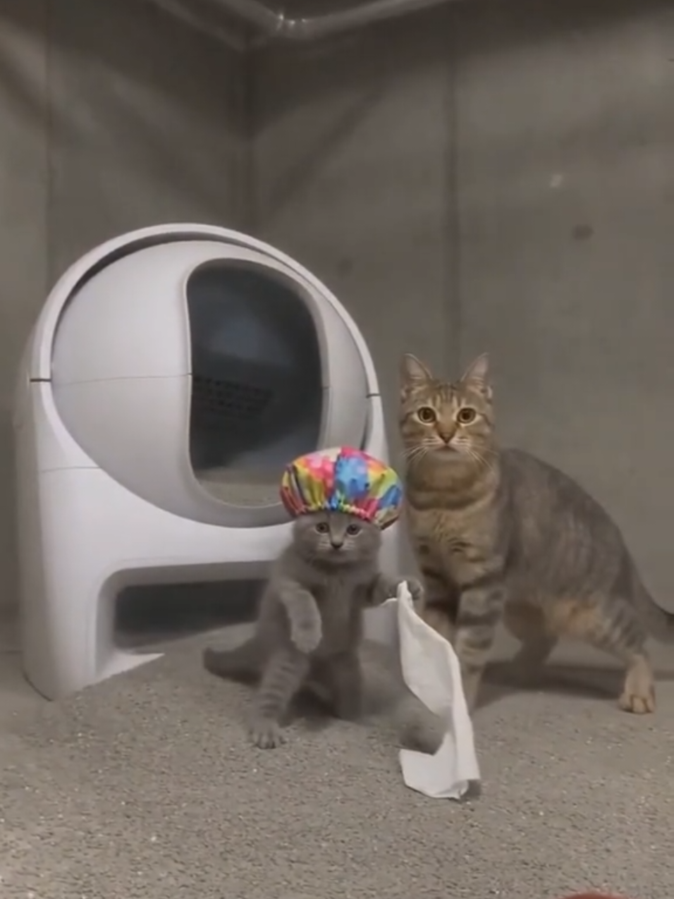 @The Feline Glitch